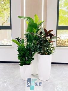昆山写字楼办公室公共区域走道绿植租摆高中低搭配
