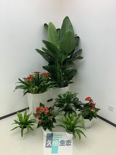 昆山办公室花卉绿植租摆简约组合